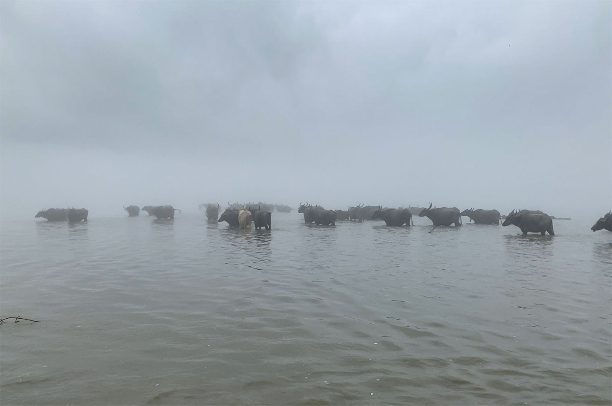 Domesticated water buffaloes at the Khuti (cattle camp) in the monsoons, Upper Assam, Photo:  Debashish Nandi
